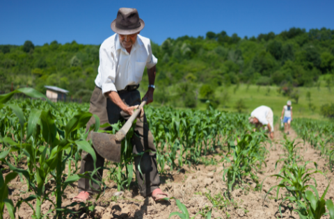 TRT da 23ª Região (MT) decide que alimentação e moradia fornecidas a trabalhador rural não integram salário se houver contrato