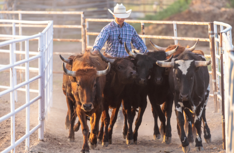 Justiça decide que relação entre trabalhador e fazendeiro é de parceria rural