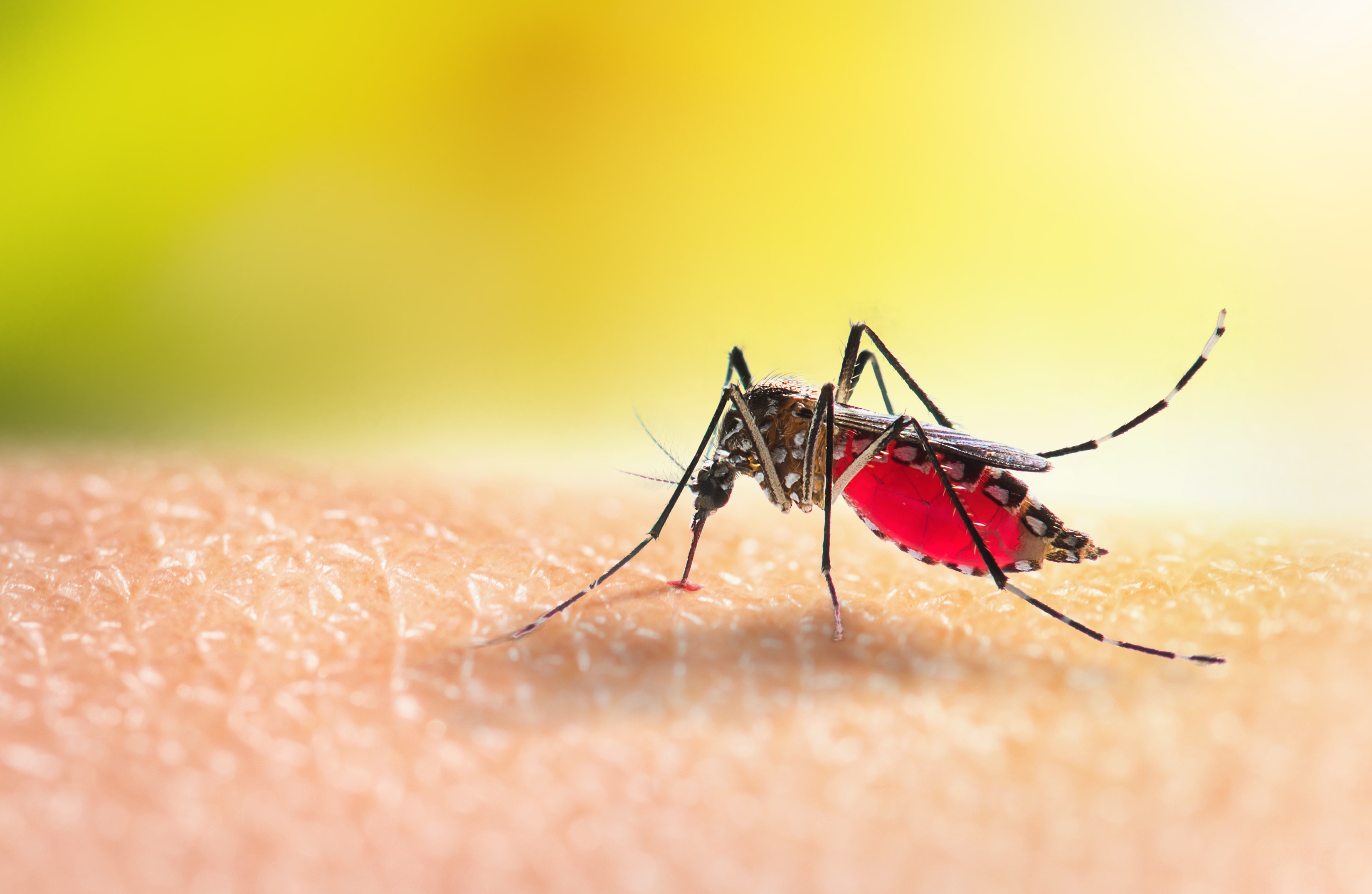 Imagem: mosquito no braço de uma pessoa