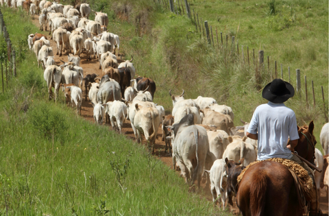 Fazenda é condenada a indenizar vaqueiro que perdeu parte da visão após acidente