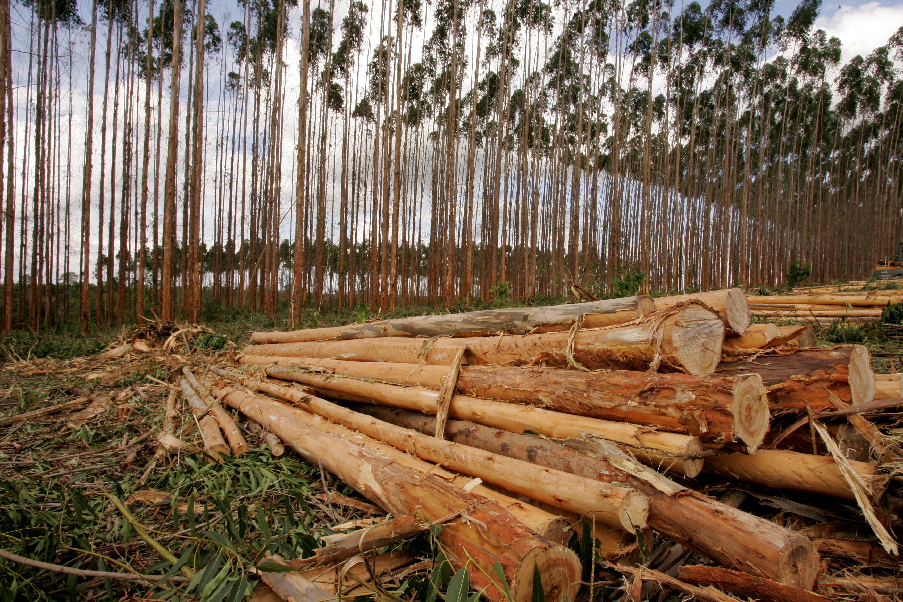 Imagem: árvores cortadas, empilhadas 