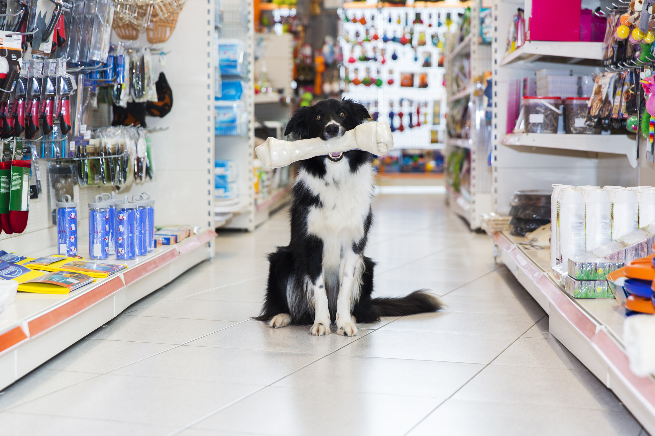 Imagem: cachorro segundo osso em meio a corredor de pet shop