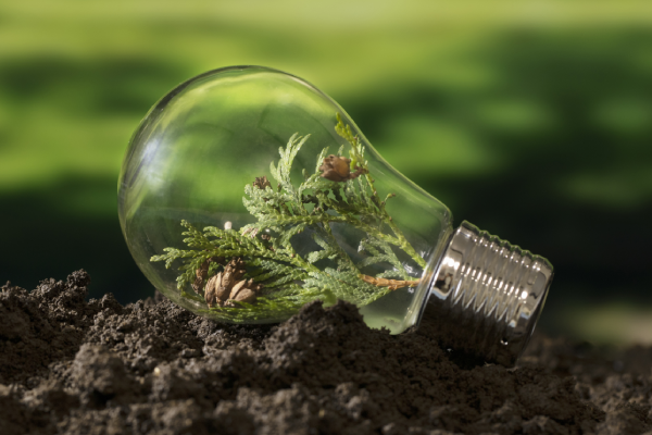 Lâmpada com uma muda de planta no interior para representar uma ideia sustentável. (Foto: Freepik) 