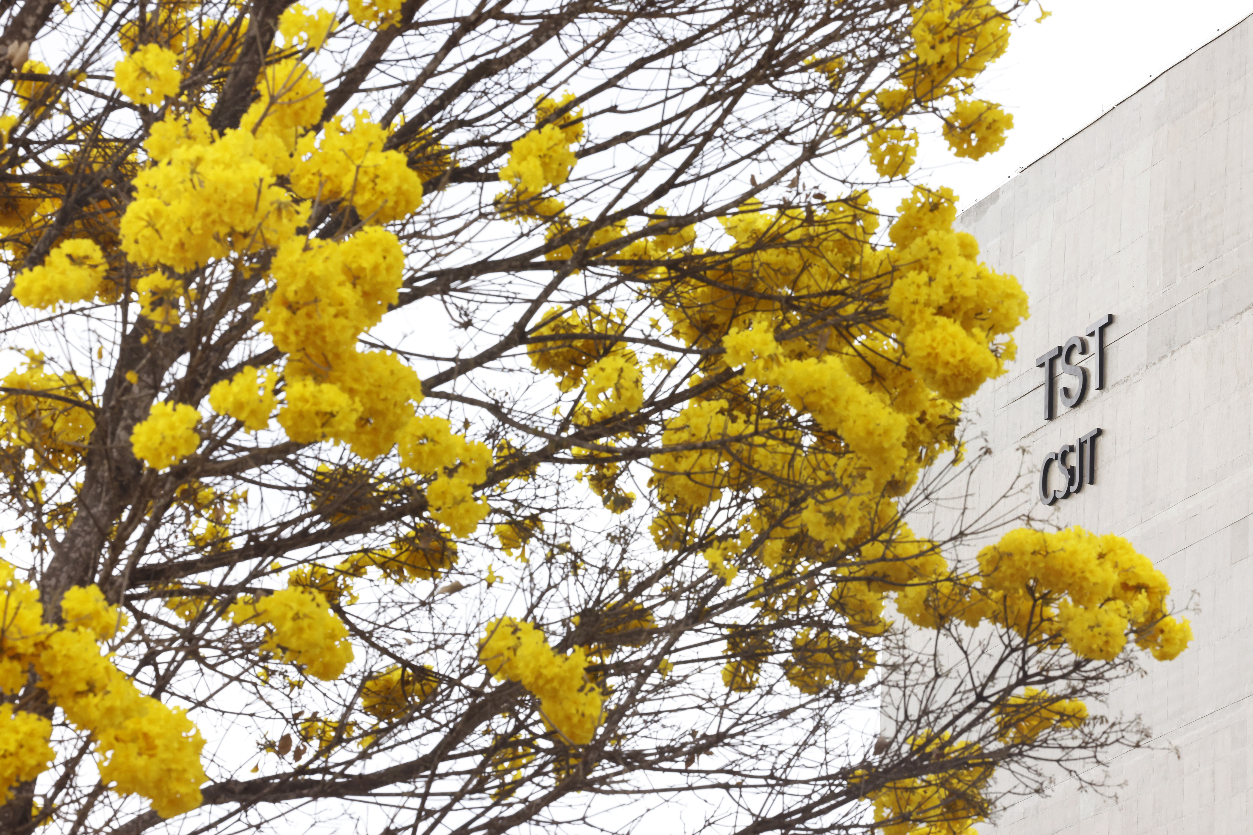 CSJT vai realizar primeira sessão de 2026 em 6 de março